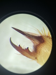 Eremobates suspectus