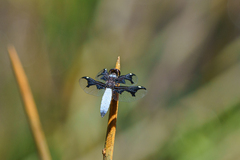 Palpopleura portia