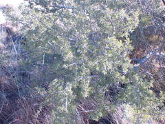 Searsia burchellii
