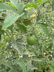 Passiflora incarnata