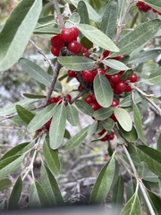 Elaeagnaceae