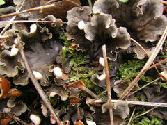 Peltigera