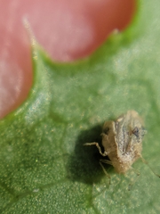 Corythucha marmorata