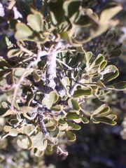 Searsia burchellii