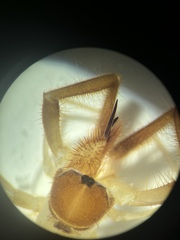 Eremobates suspectus