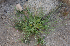 Boraginaceae