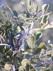 Searsia burchellii