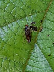 Euphyllodromia angustata