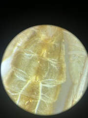 Eremobates suspectus