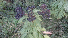 Sambucus ebulus