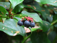 Gaultheria shallon