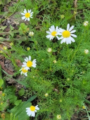 Tripleurospermum inodorum