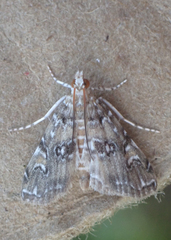 Elophila gyralis