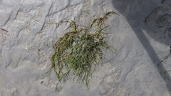 Puccinellia phryganodes