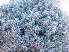 Melolobium microphyllum