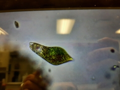 Euglena