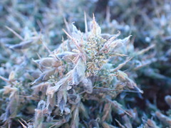 Melolobium microphyllum