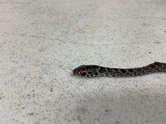 Coluber constrictor