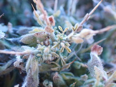 Melolobium microphyllum