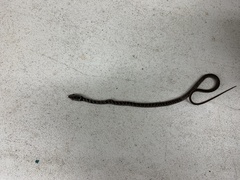 Coluber constrictor