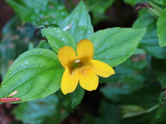 Erythranthe dentata