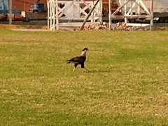 Caracara plancus