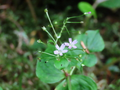 Claytonia sibirica