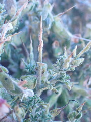 Melolobium microphyllum