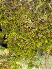 Porella platyphylla
