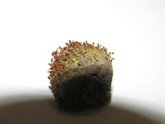 Pterygoneurum ovatum