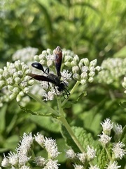 Isodontia