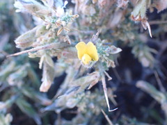 Melolobium microphyllum