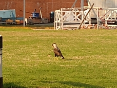 Caracara plancus