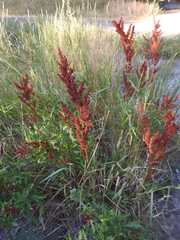 Rumex crispus