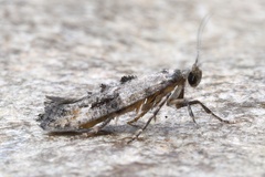 Epermenia albapunctella