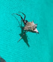 Micrathena gracilis