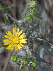 Grindelia squarrosa