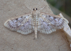 Herpetogramma
