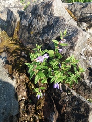 Scutellaria galericulata