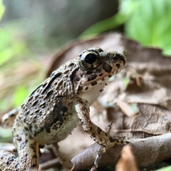 Fejervarya kawamurai