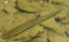 Rhinichthys atratulus