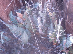 Cheilanthes eckloniana