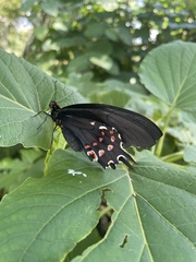 Papilionini