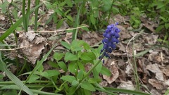 Muscari botryoides