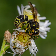 Ancistrocerus adiabatus