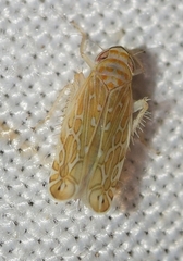 Paralimnus phragmitis
