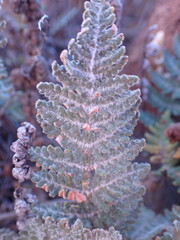 Cheilanthes eckloniana