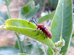 Tetraopes femoratus