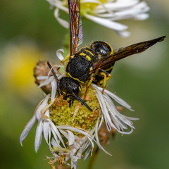 Ancistrocerus adiabatus