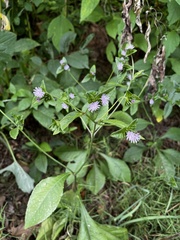 Elephantopus carolinianus